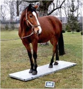  veterinární váha koně terénní